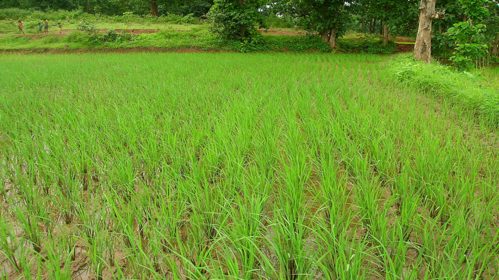 1200px SRI fields left almost dry 1200px SRI fields left almost dry