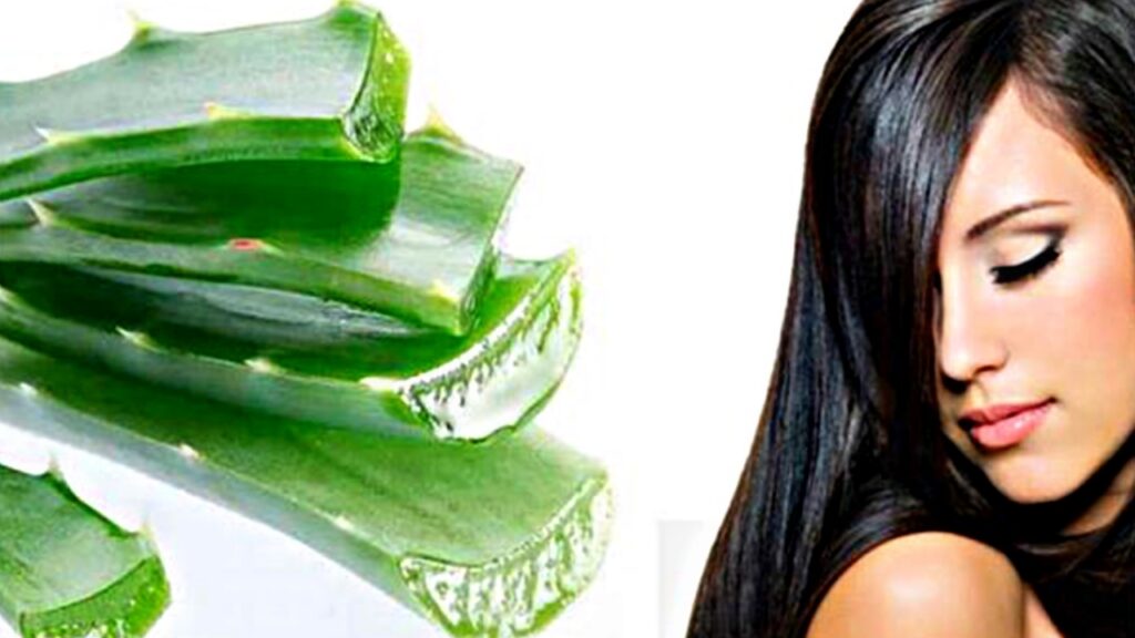 Hair Care Tips Aloe Vera करेगा बालों में जड़ी बूटी जैसा काम, जानिए लगाने का तरीका