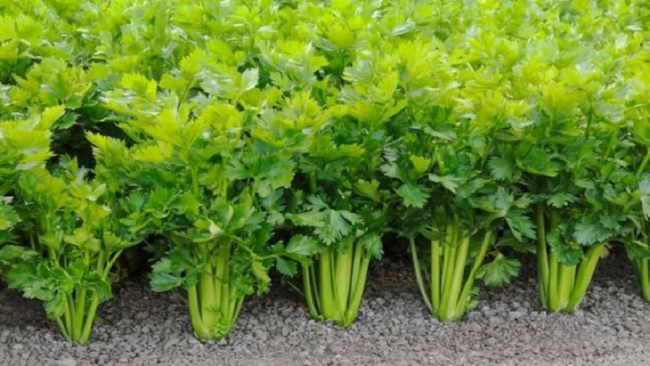 celery cultivation