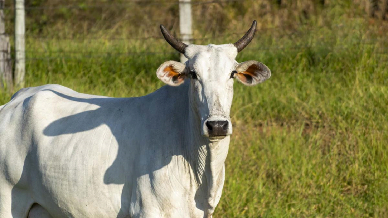 cow