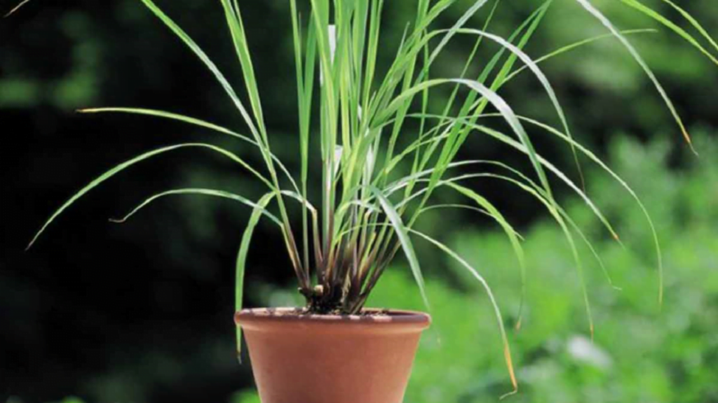 lemongrass plant care lemongrass plant care