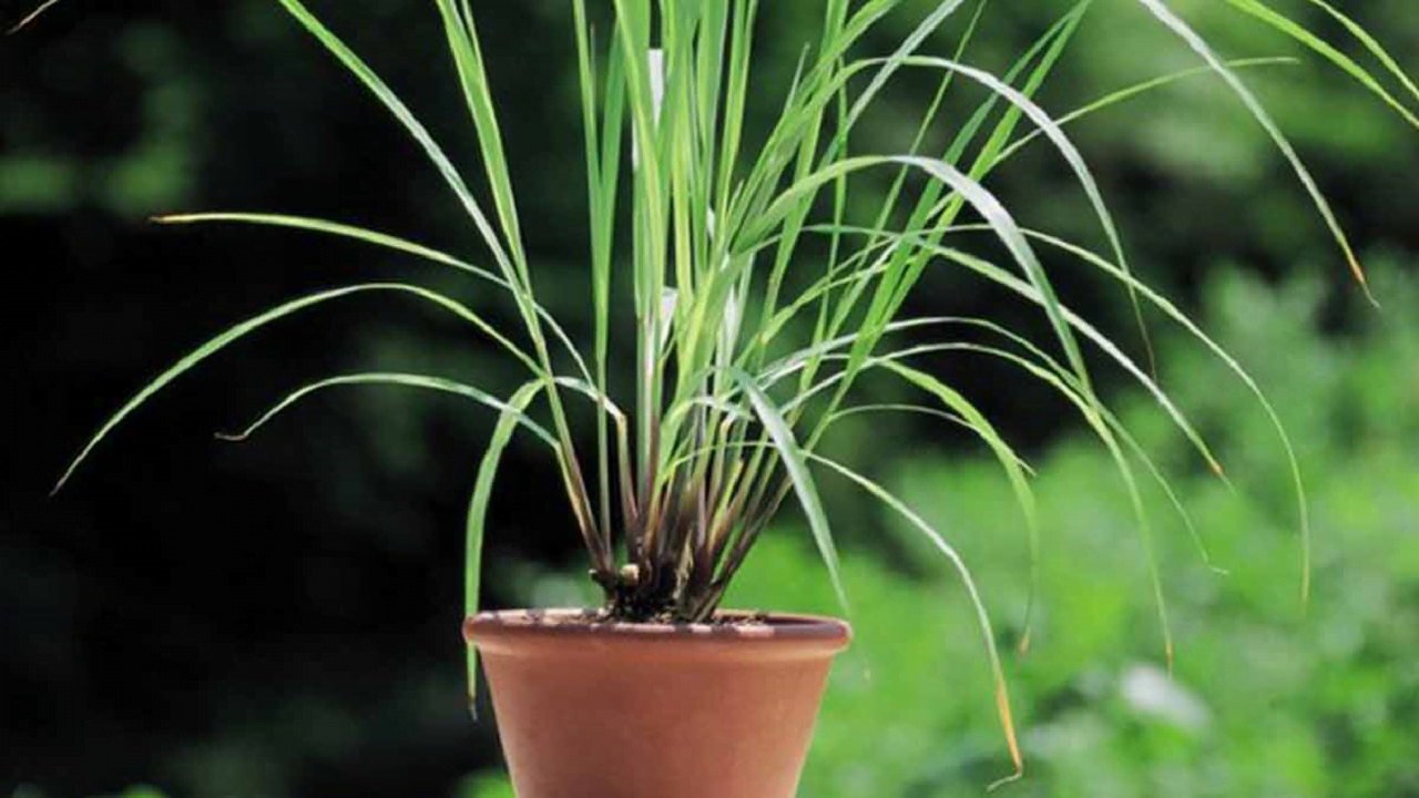 lemongrass plant care
