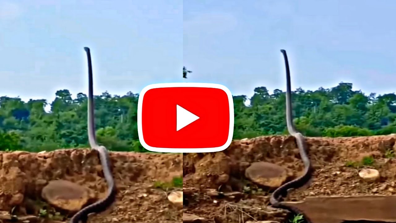 Viral King Cobra Snake Video