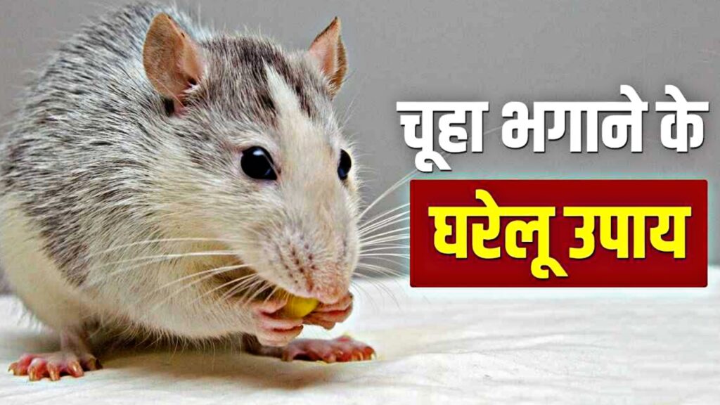 home remedies to get rid of rat