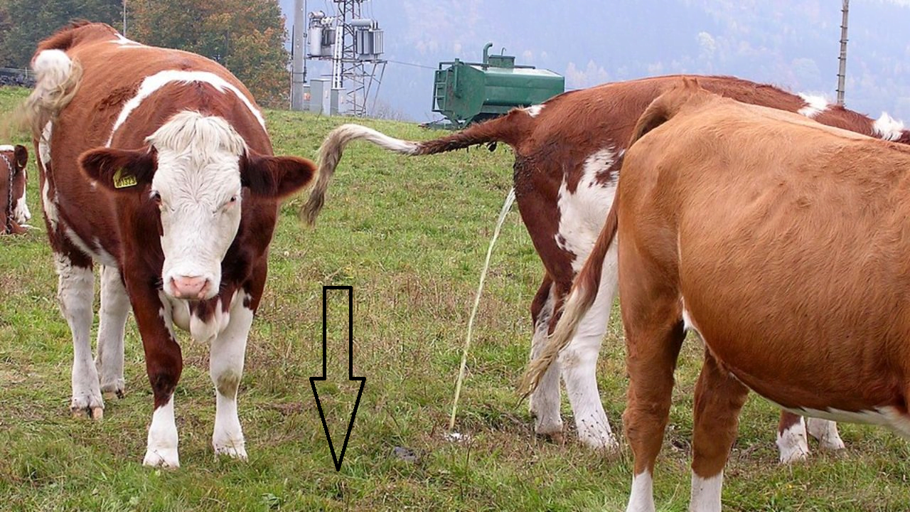 cow