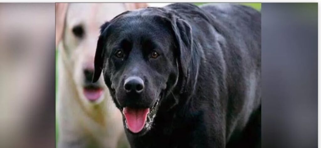 f80003b7 5b8a 445c b8fd 4a05fd2b86ba