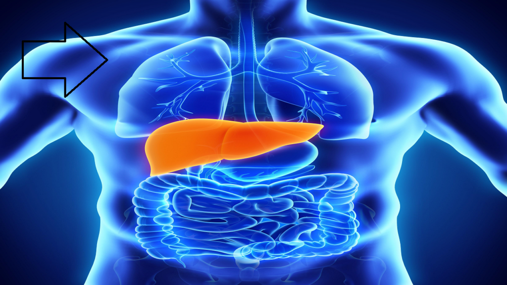 liver