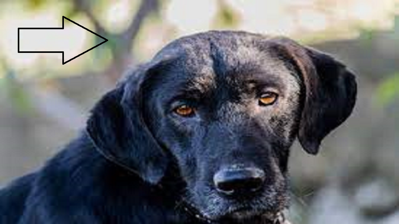 kala kutta