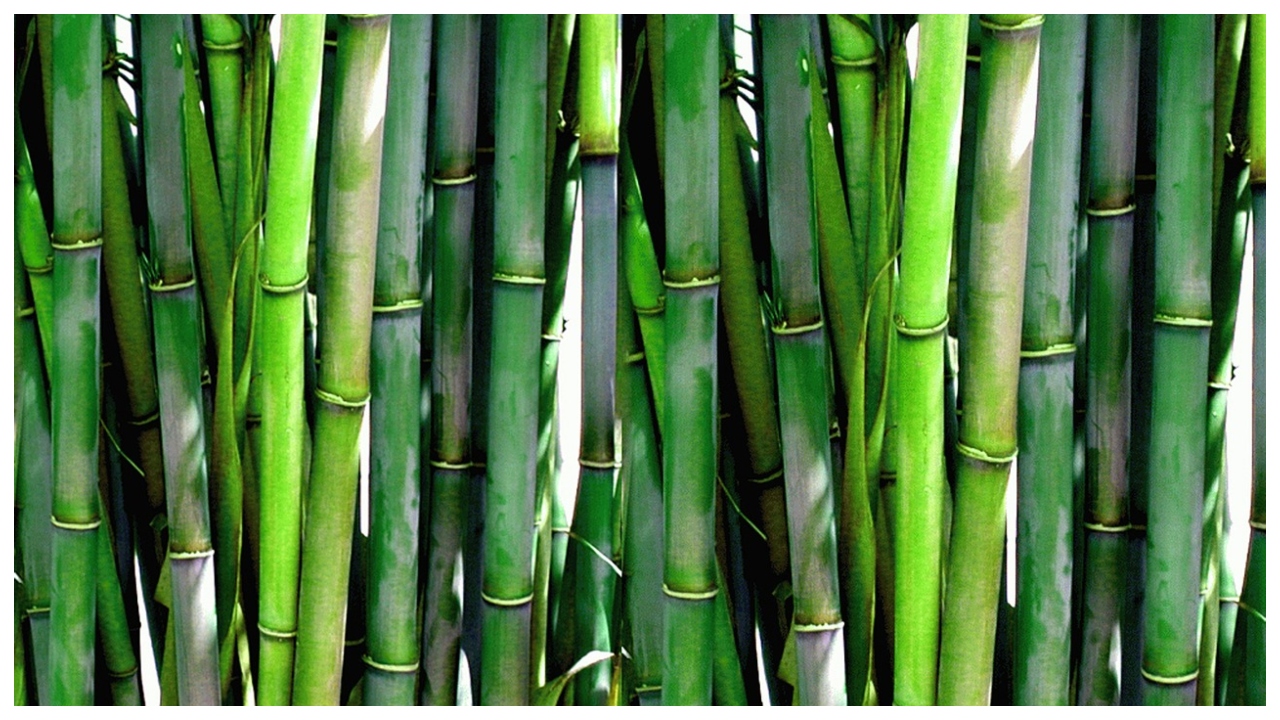 bamboo