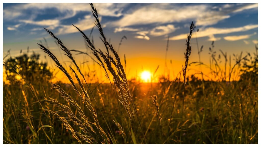 wheat wheat