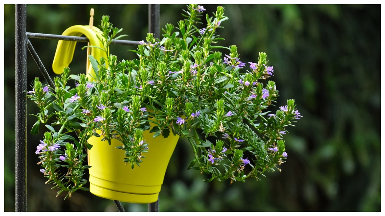 Indoor Plants For Air Purification