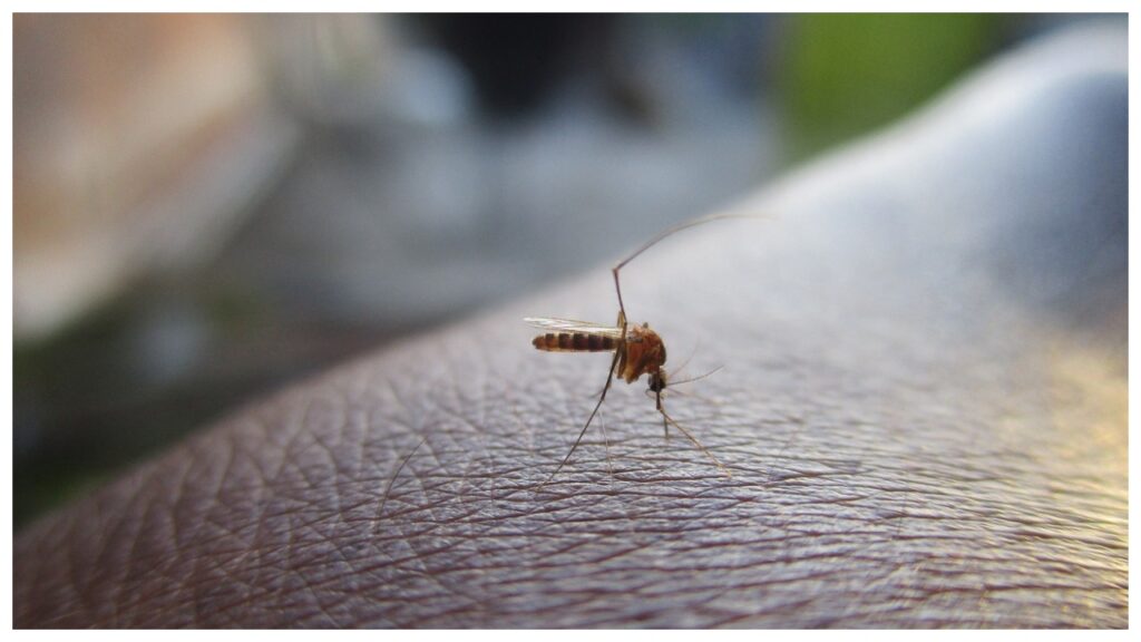 Tips For Dengue Prevention Tips For Dengue Prevention