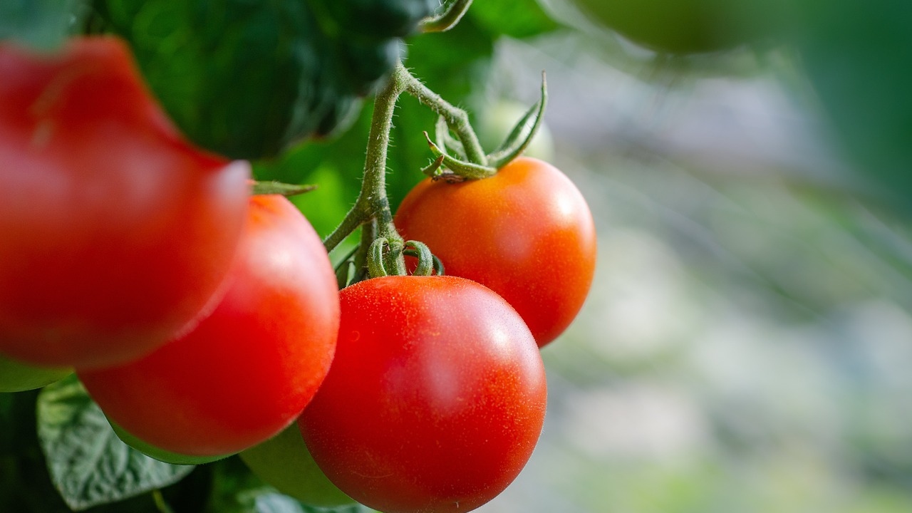 Tomato Price Now