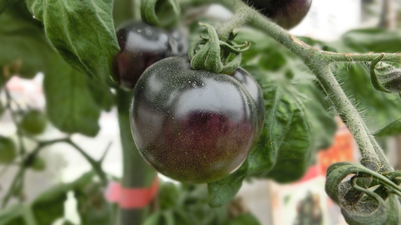 black tomatoes