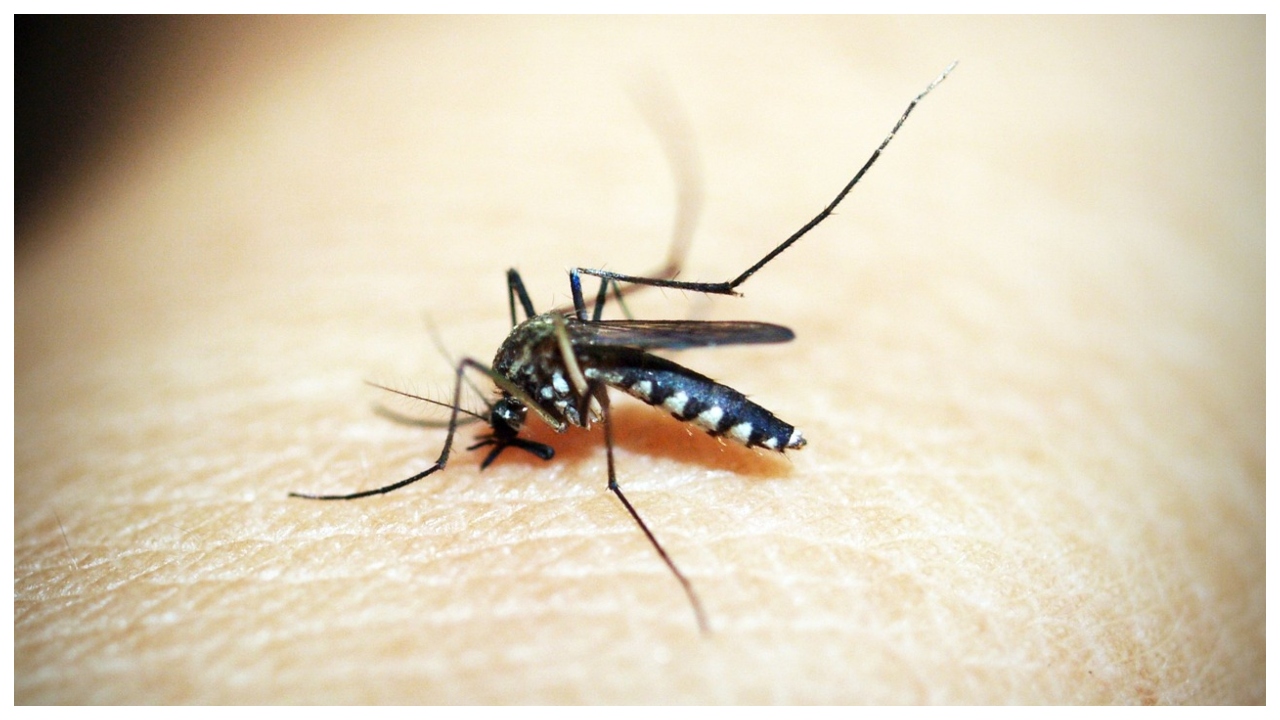 dengue 1