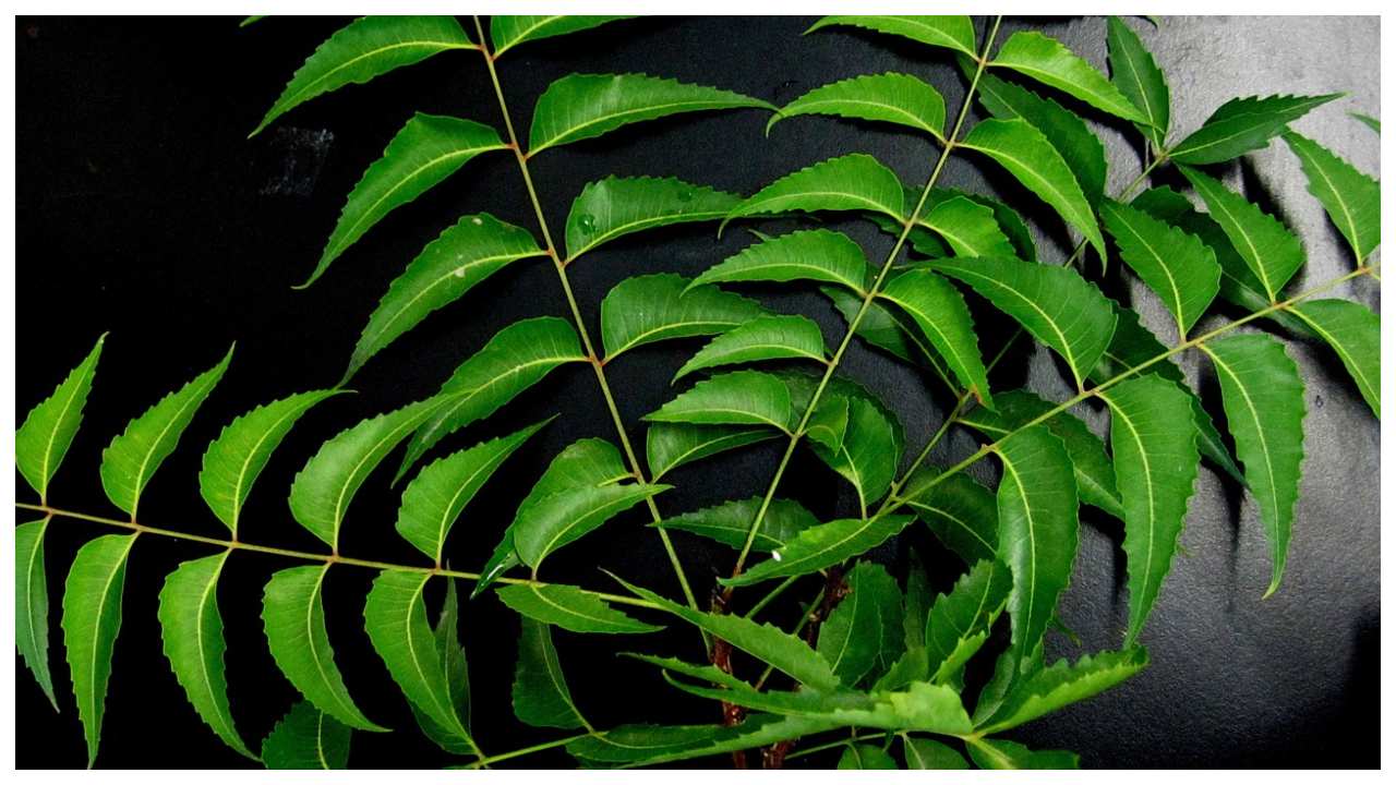 neem ka pdef