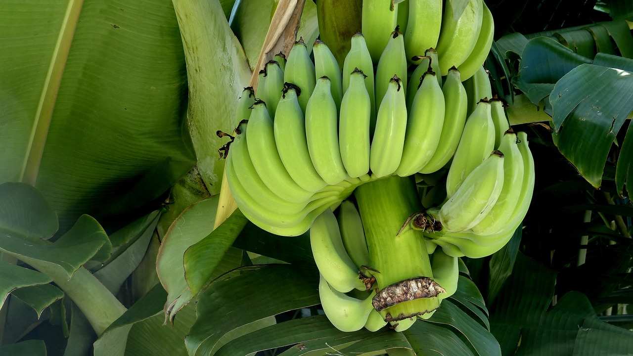 raw banana