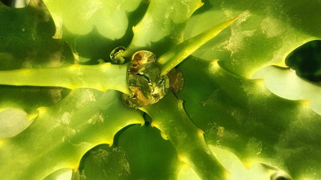 Business Idea 2 Business Idea 2