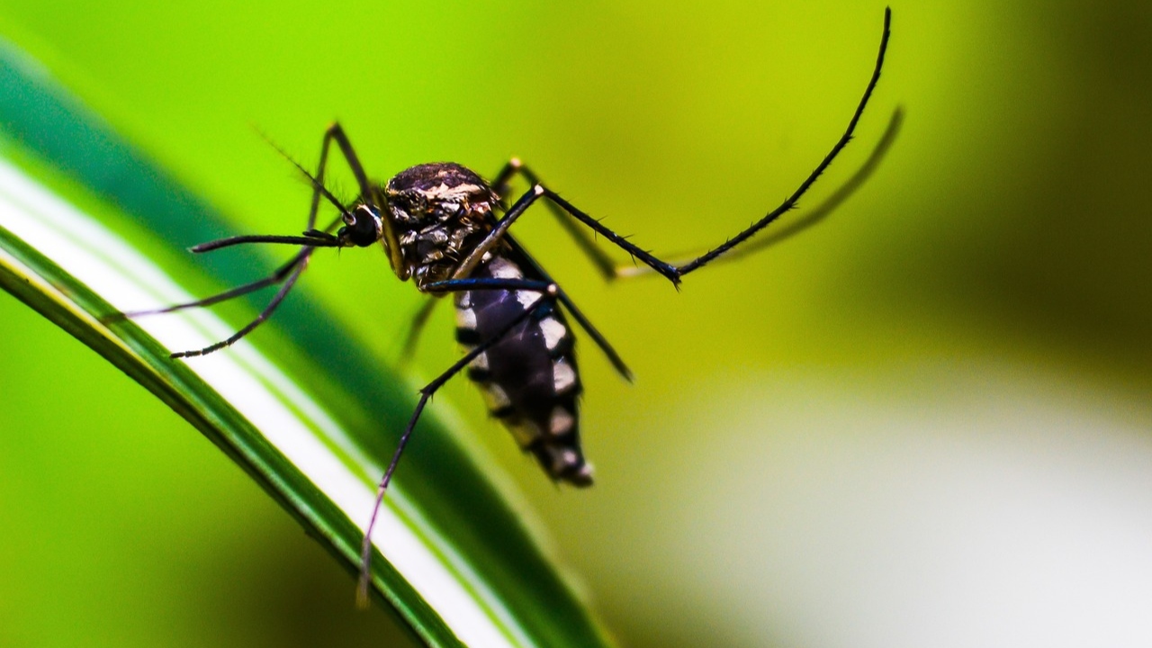 Dengue Cases Increasing In Bangladesh