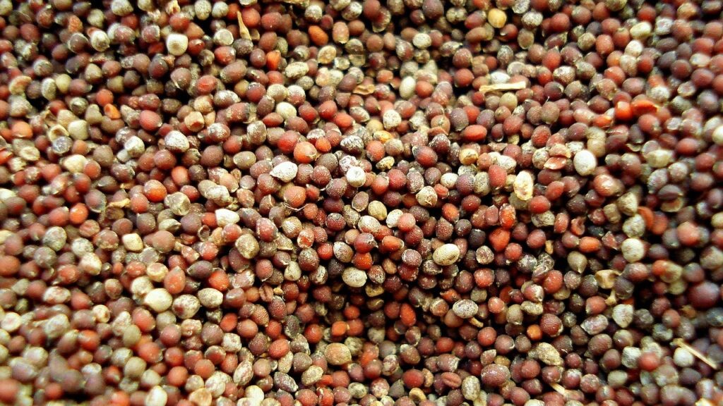 Mustard Seeds Benfits Mustard Seeds Benfits