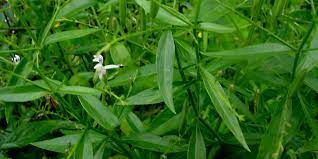 download 3 7 download 3 7