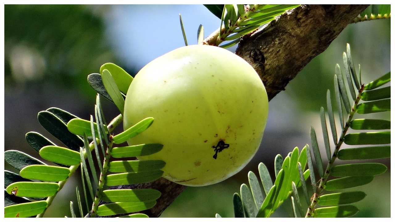 Amla Benefits