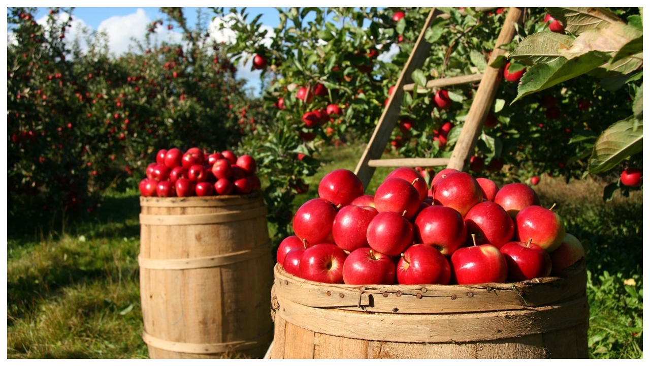 Kashmiri Apple Price