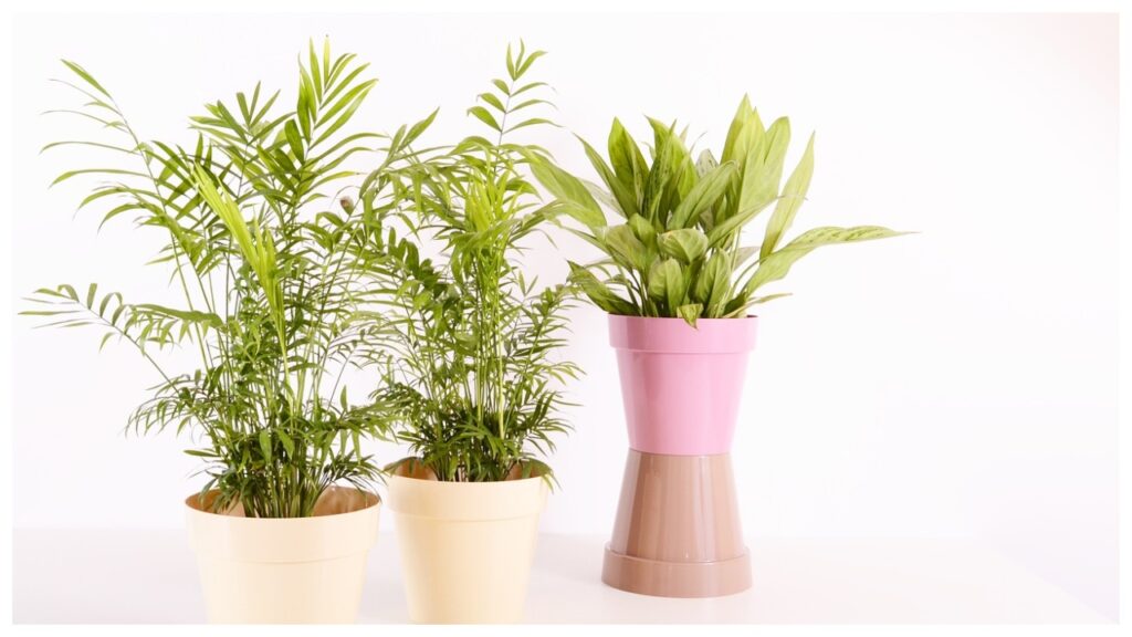 Vastu Tips For Plants Vastu Tips For Plants