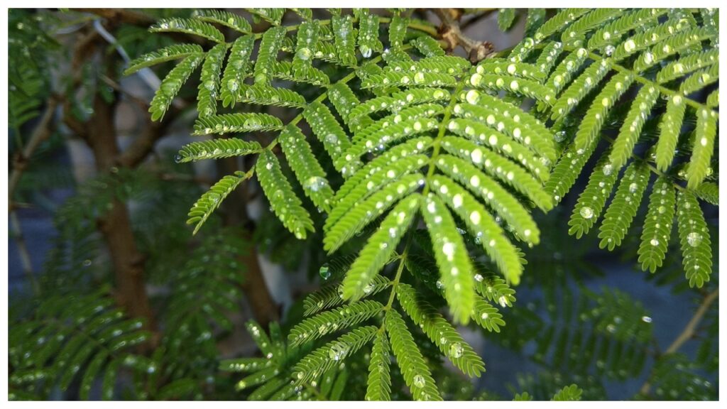 Vastu Tips For Shami Plant