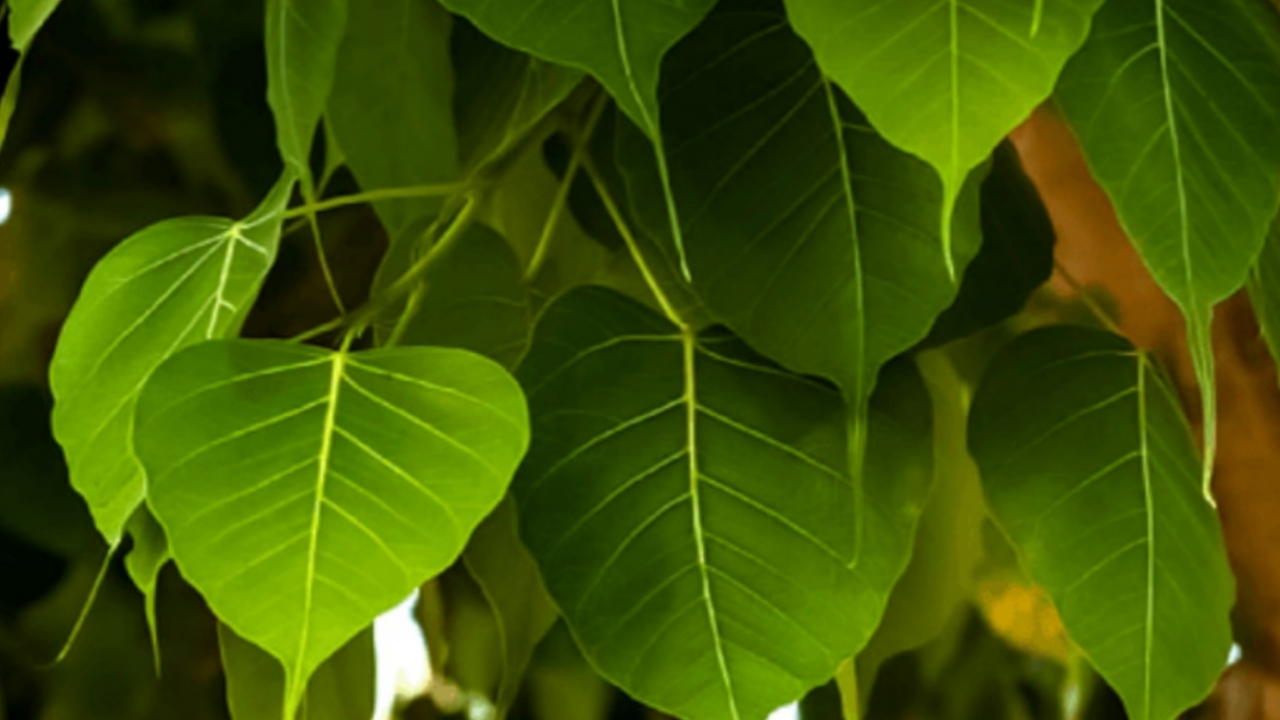 Picsart 23 12 30 11 58 34 106