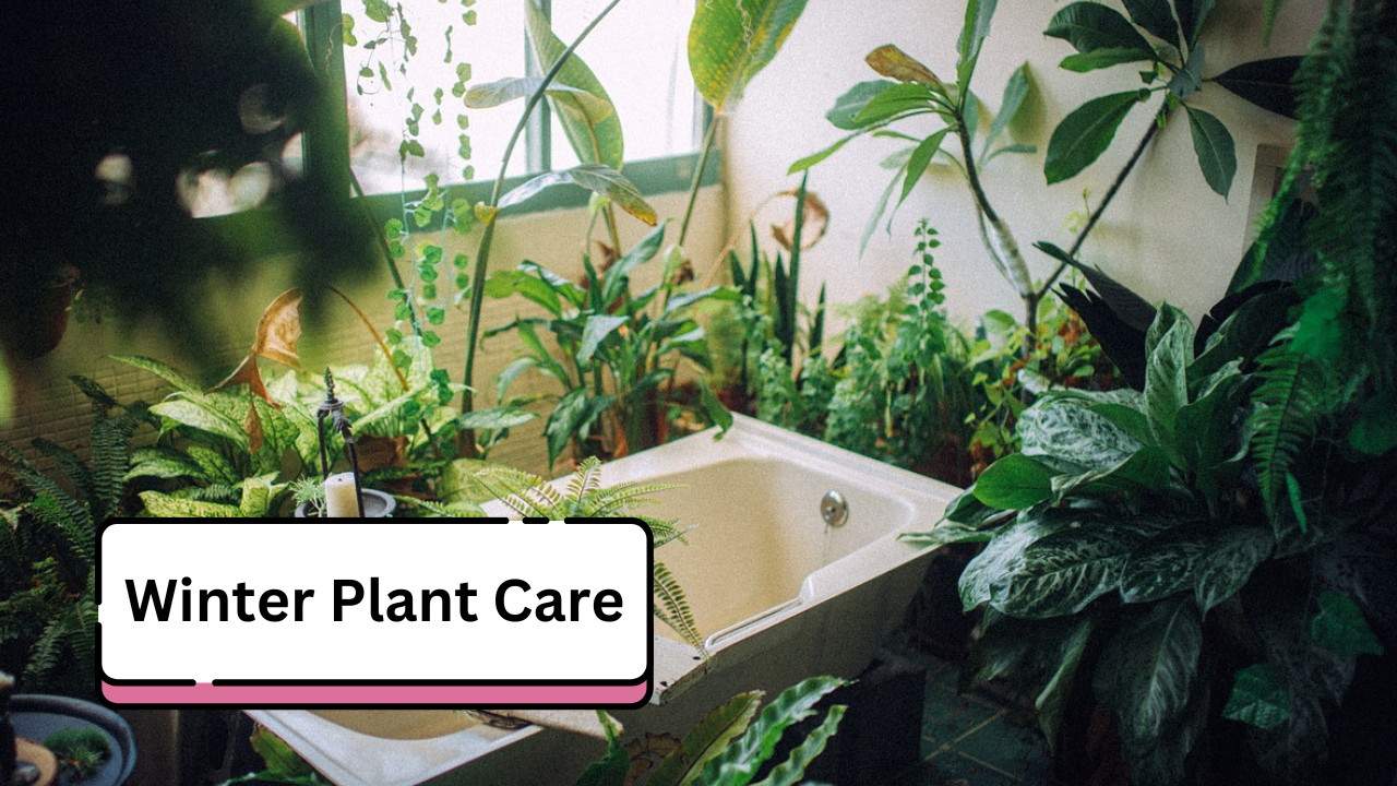 Winter Plant Care