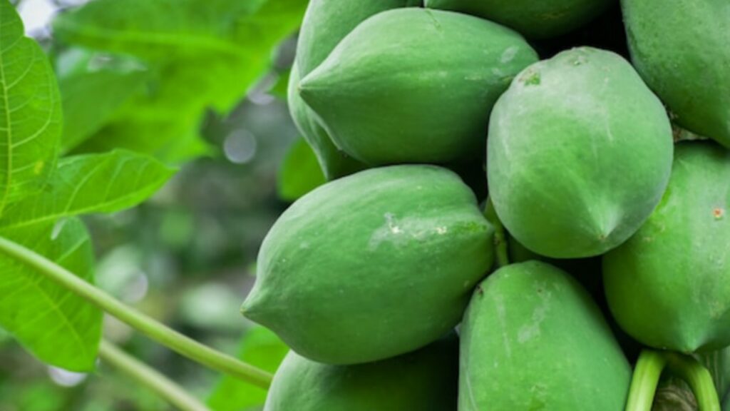 Picsart 24 01 16 12 10 35 282 Picsart 24 01 16 12 10 35 282