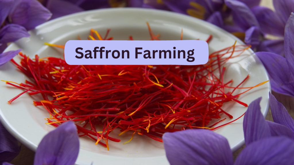 Saffron Farming