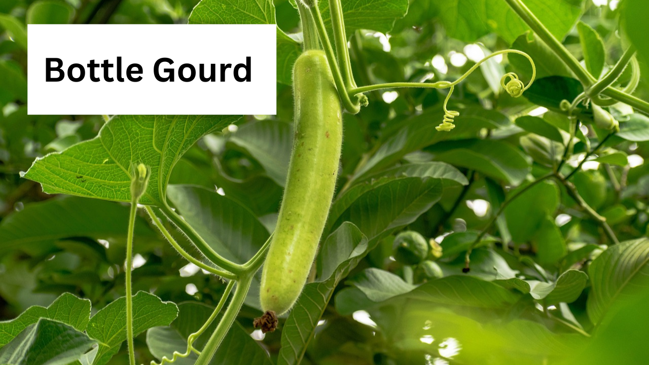 Bottle Gourd