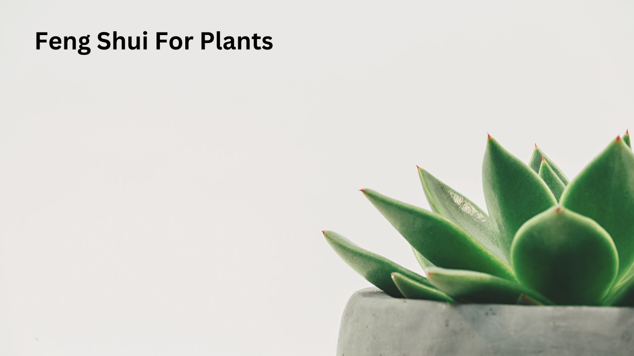 Feng Shui For Plants
