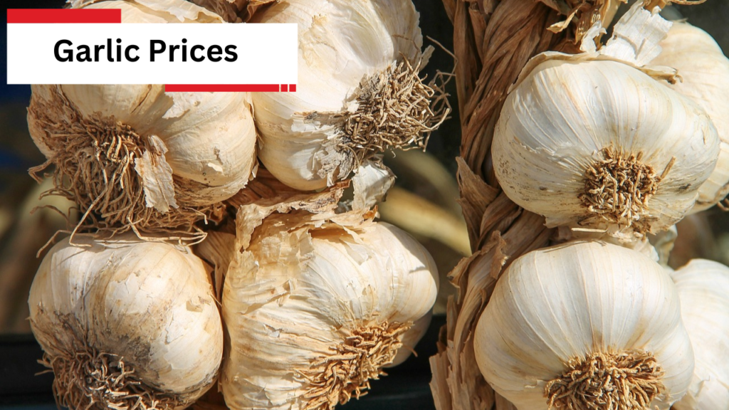 Garlic Prices