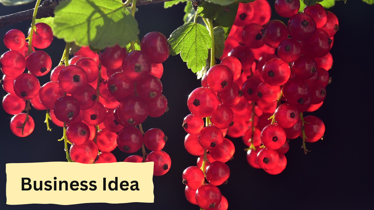Business Idea 11