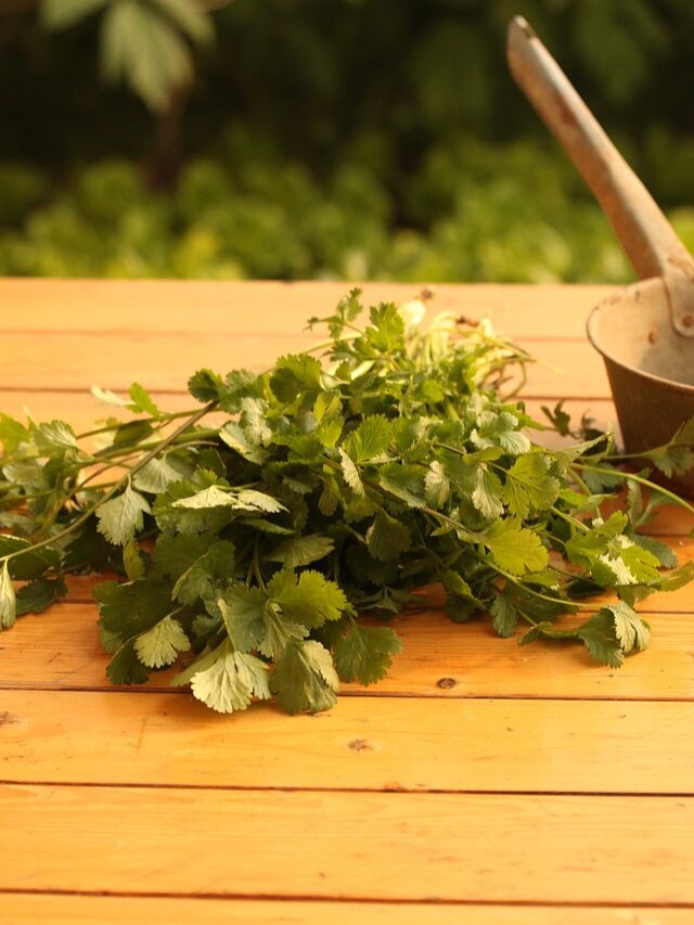 vegetable-g8cd2ad2a0_1280