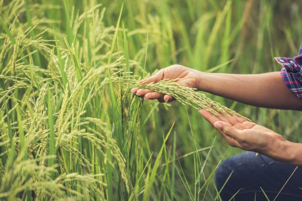 farmer holds rice hand 1150 6063 farmer-holds-rice-hand_1150-6063