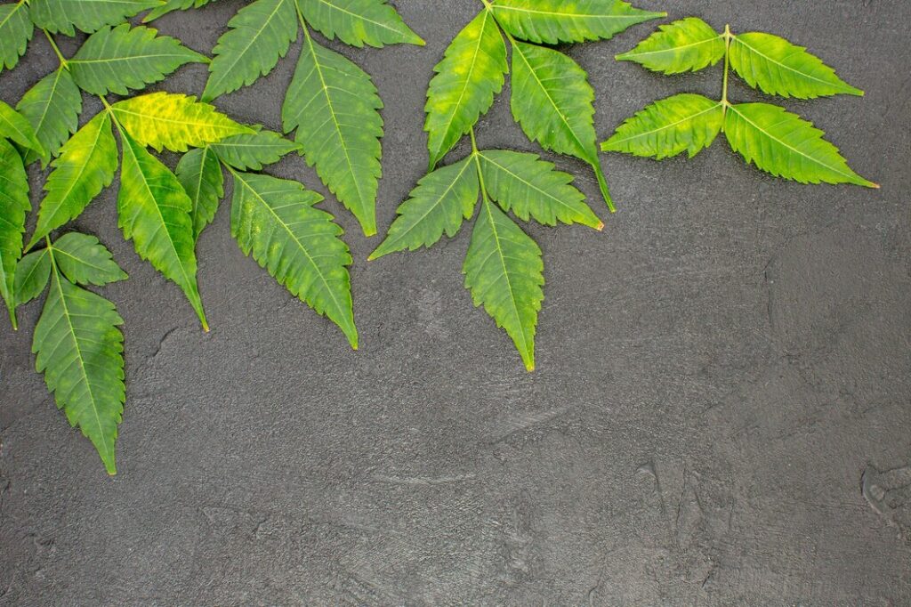 horizontal view dried mint leaves lined rows black background 140725 140690 horizontal-view-dried-mint-leaves-lined-rows-black-background_140725-140690