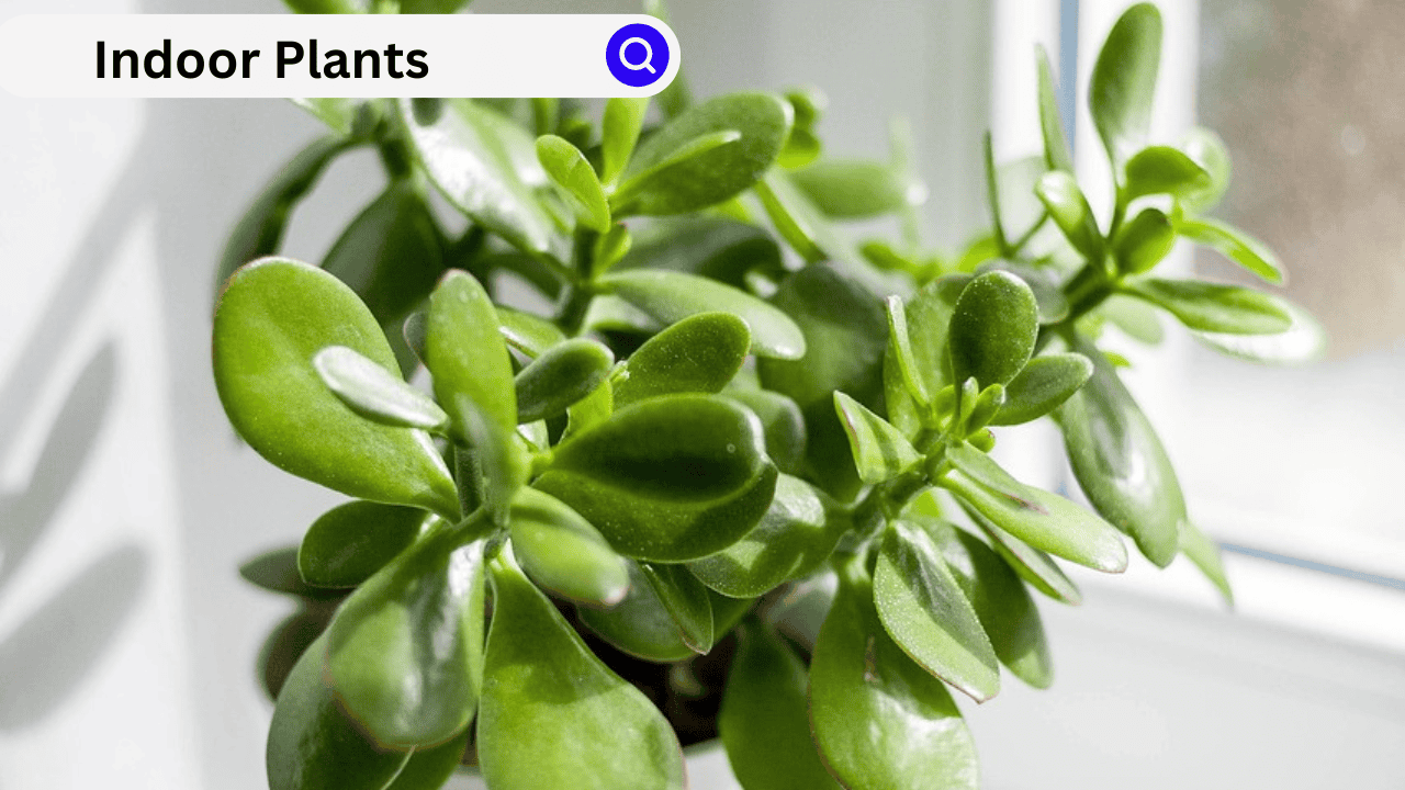 Indoor Plants