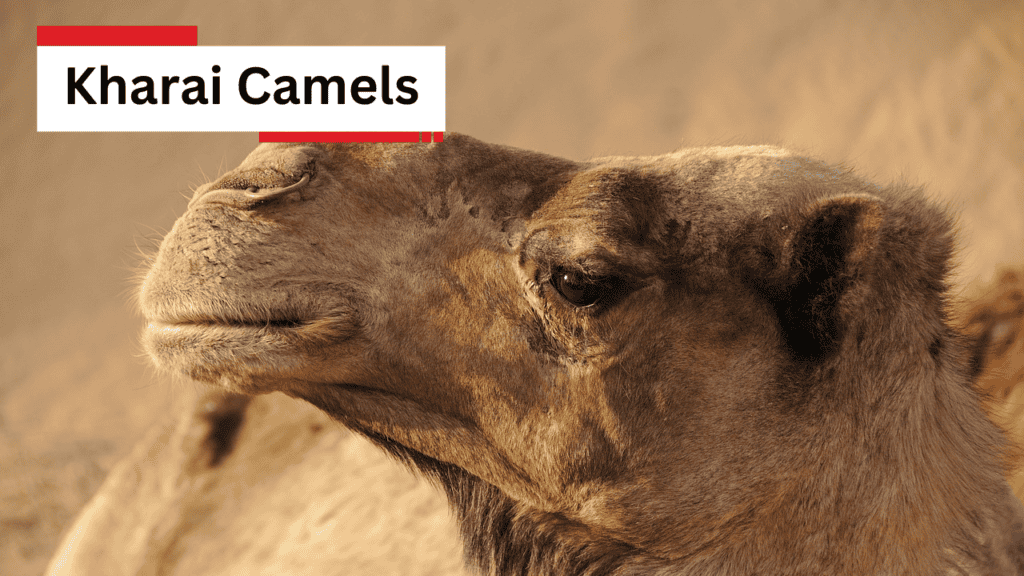 Kharai Camels