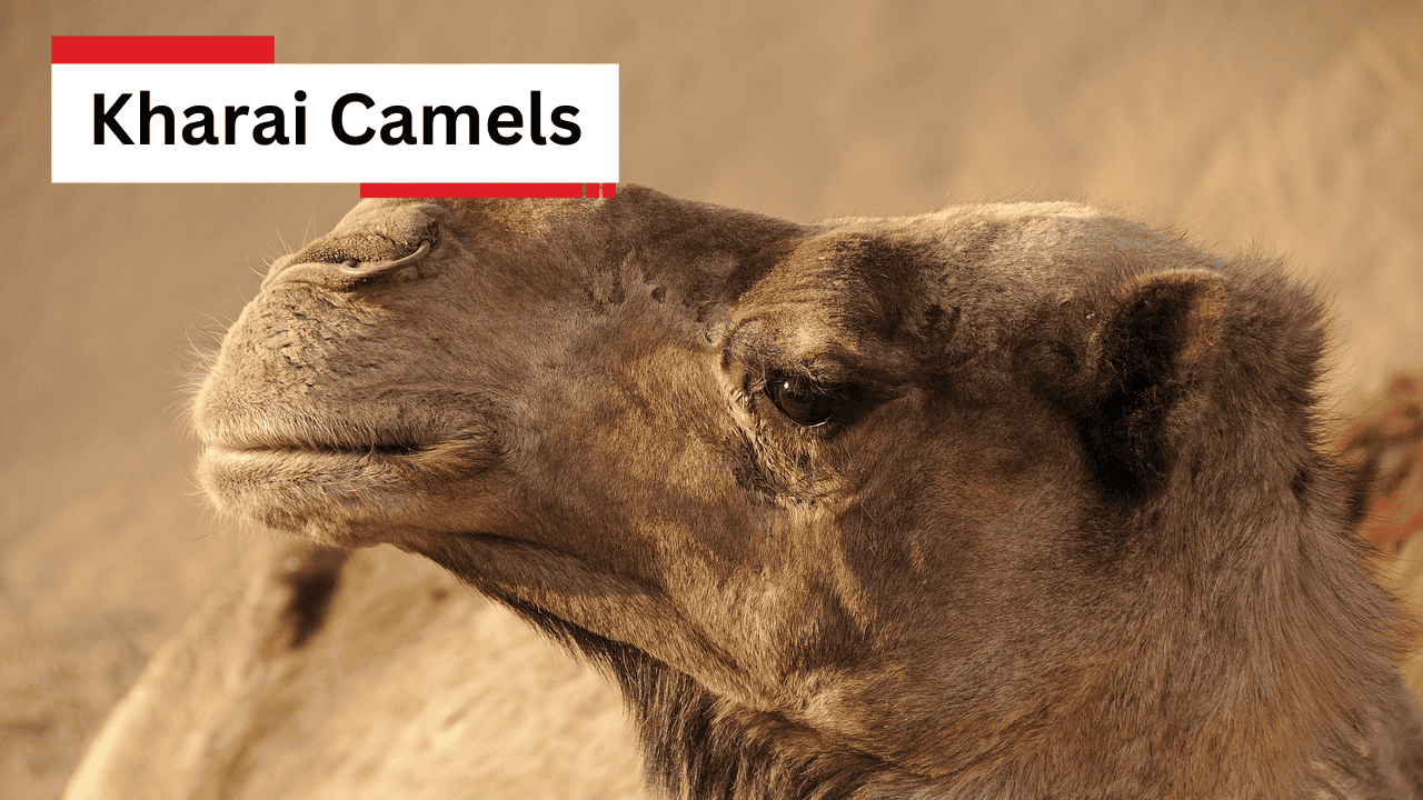 Kharai Camels
