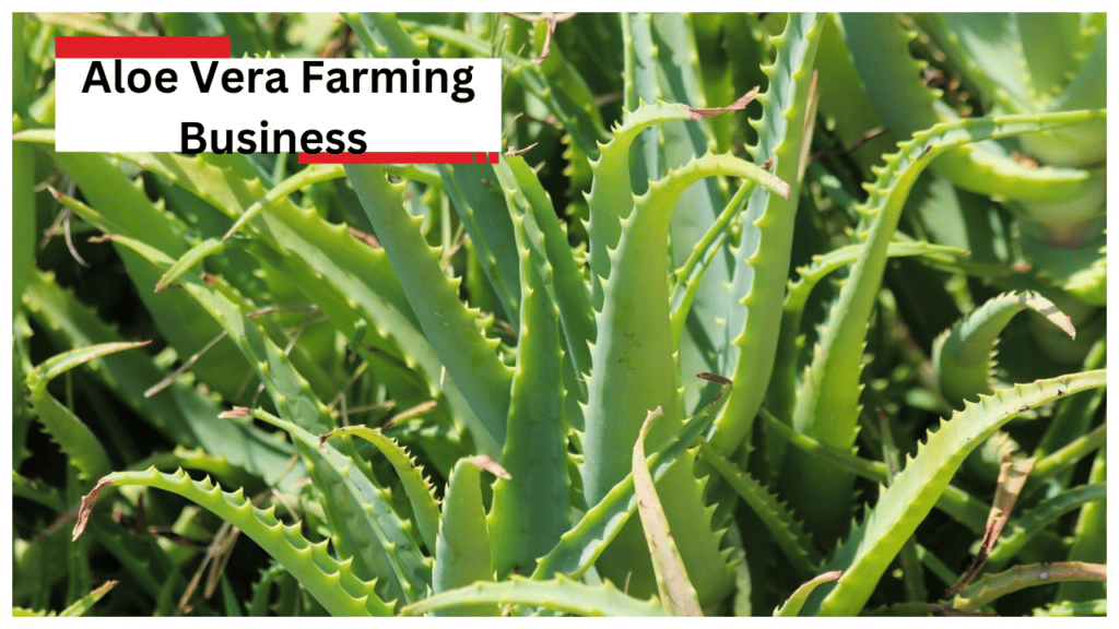 Aloe Vera Farming Business