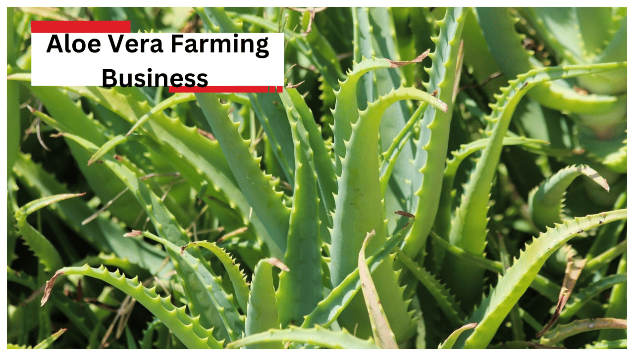 Aloe Vera Farming Business