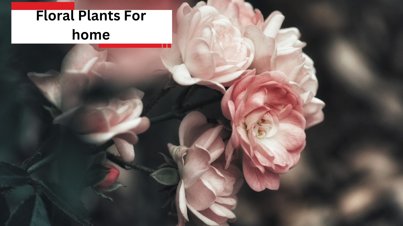 Floral Plants For home