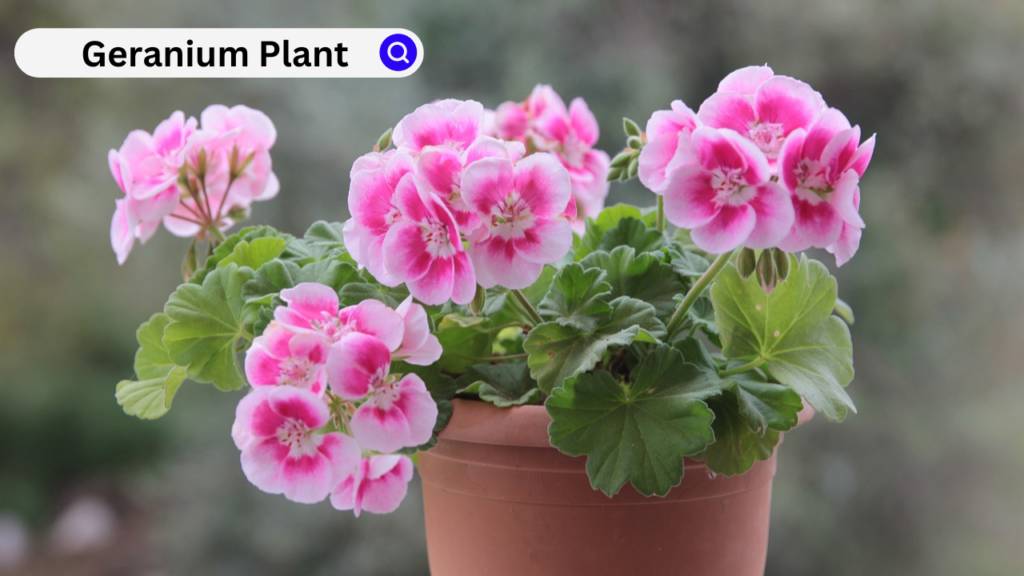 Geranium Plant Geranium Plant