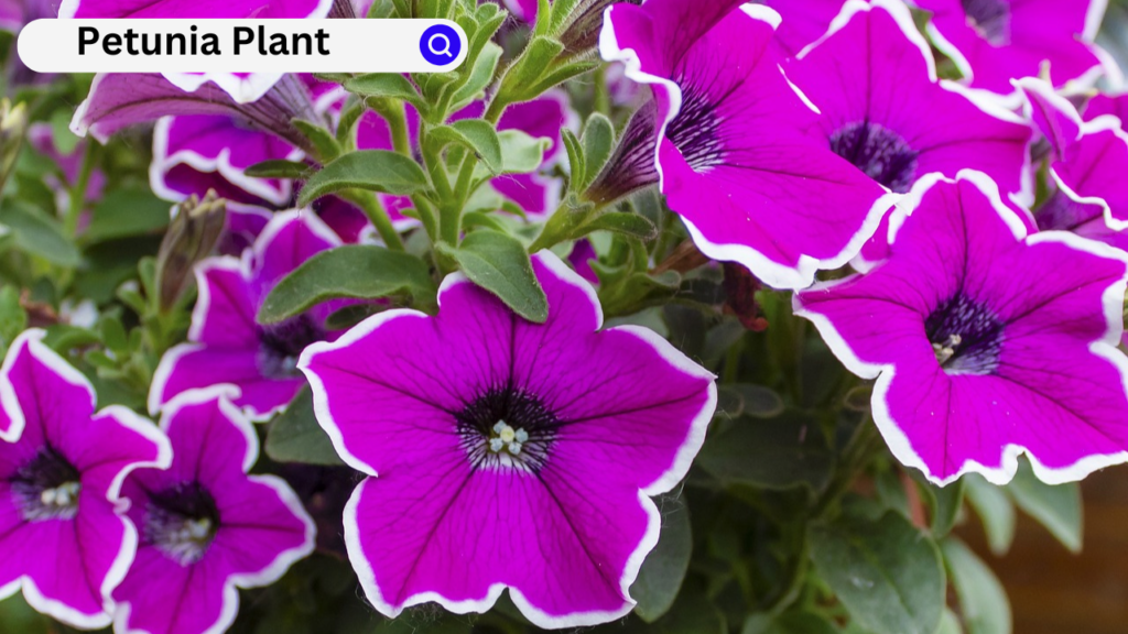 Petunia Plant Petunia Plant