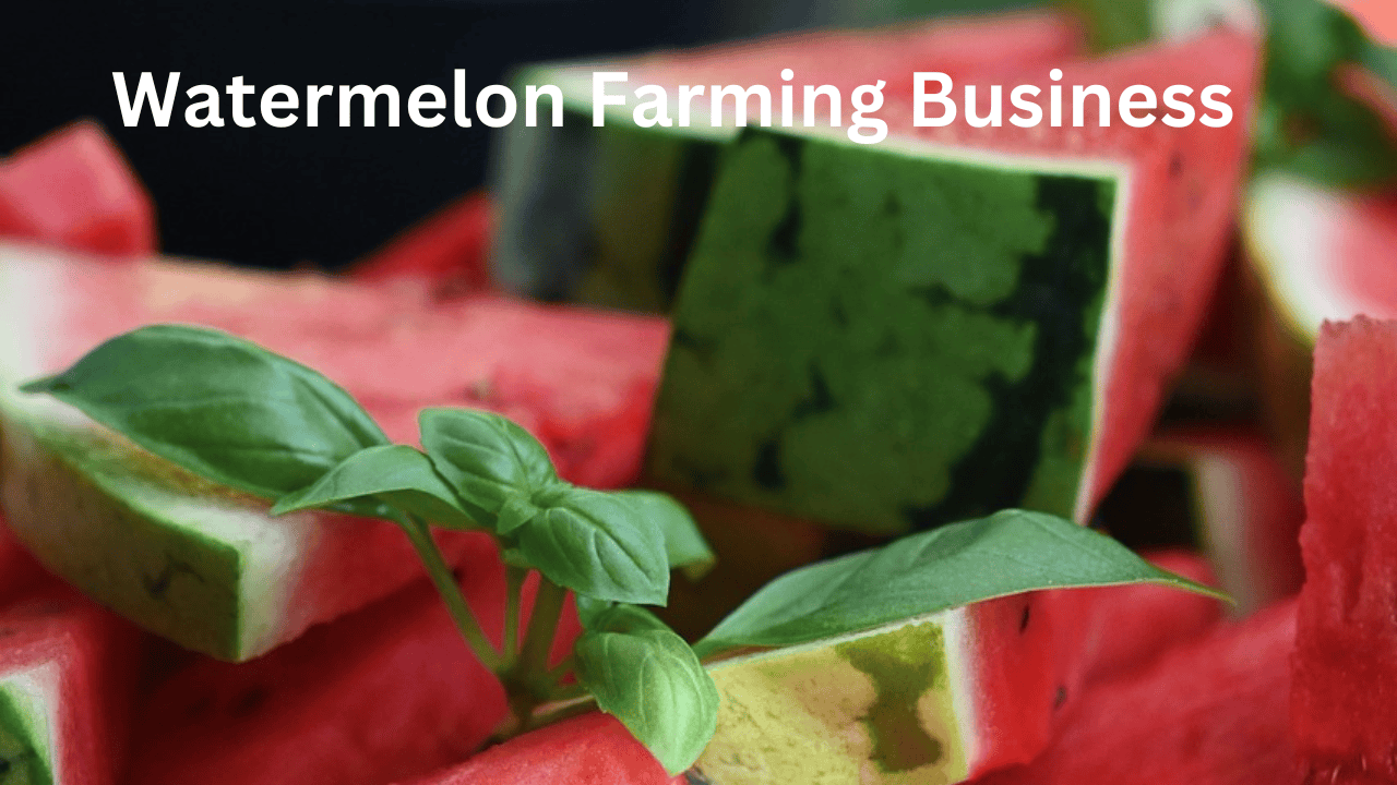 Watermelon Farming Business