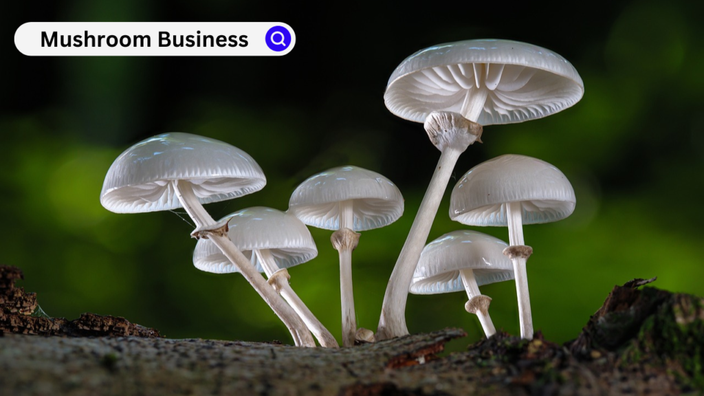 Mushroom Business Mushroom Business